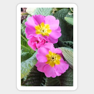 Primula Vulgaris Sibthorpii Sticker